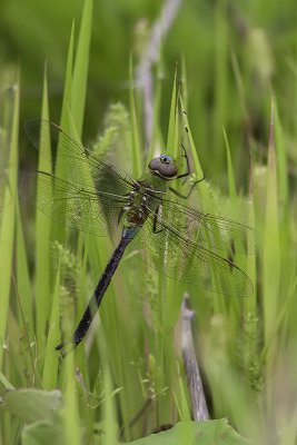 Anax de juin / Common green darner (Anax junius)