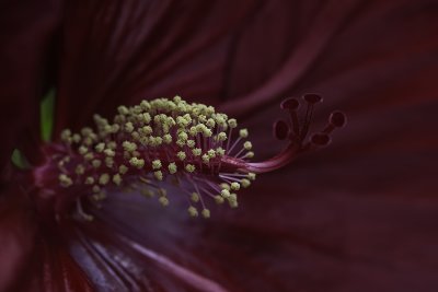 Hibiscus (pistil et tamines)
