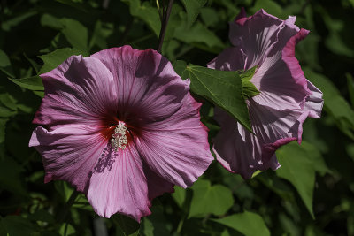 Hibiscus musqu / Swamp rosemallow (Hibiscus moscheutos)