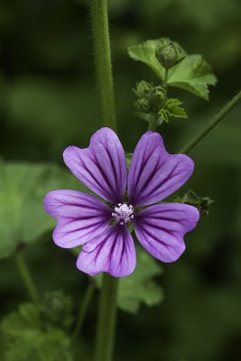 Grande mauve / Tall mallow (Malva sylvestris)