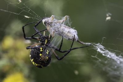 Argiope aurantia / Black and Yellow Garden Spider