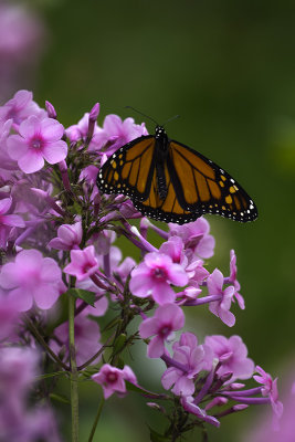 Monarque / Monarch butterfly (Danaus plexippus)