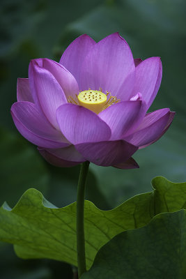 Lotus d'Orient / Lotus Flower (Nelumbo nucifera)