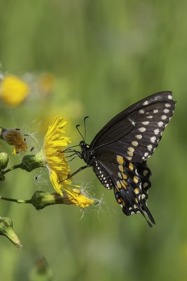 Papillon du cleri / Black Swallowtail (Papilio polyxenes)