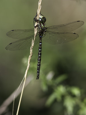 Aeschne des pnombres / Shadow darner male (Aeshna umbrosa umbrosa) 