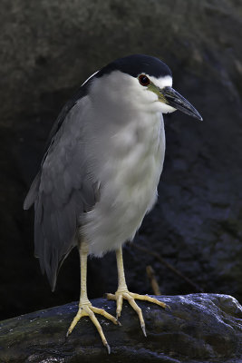 Bihoreau gris / Black-crowned Night-Heron (Nycticorax nycticorax)