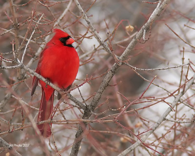 Cardinal rouge (mle)