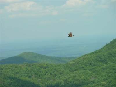 Soaring above Linville NC