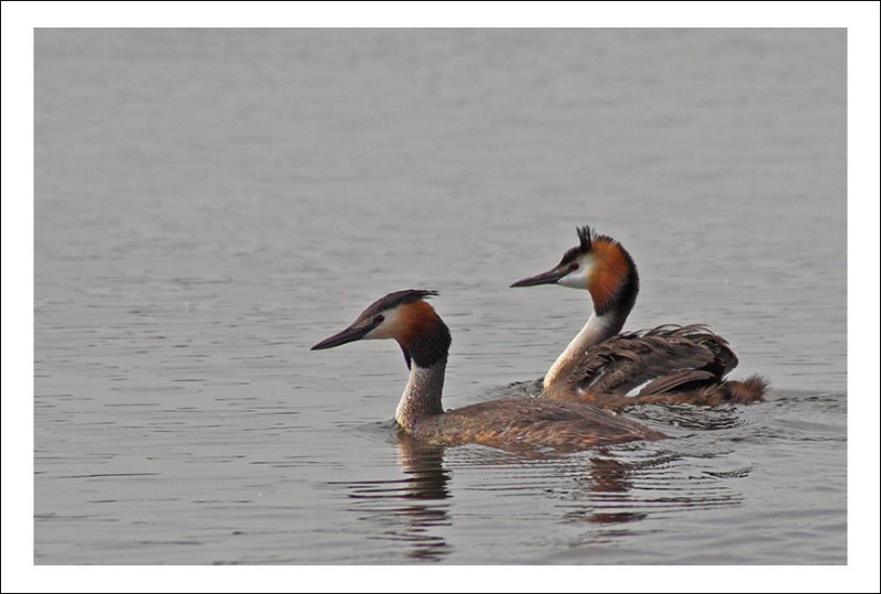 Mr & Ms Grebe