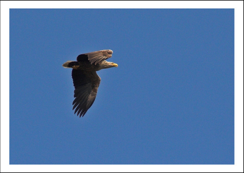 White Tailed Eagle