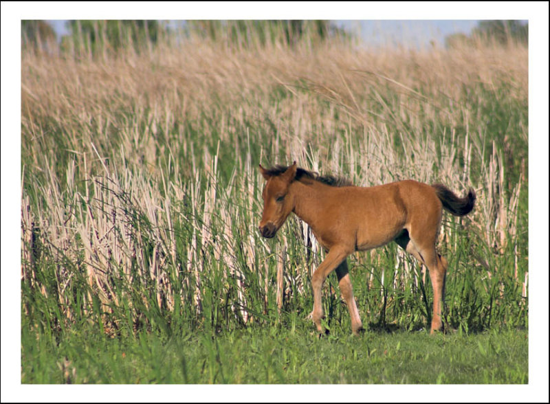 Baby horse