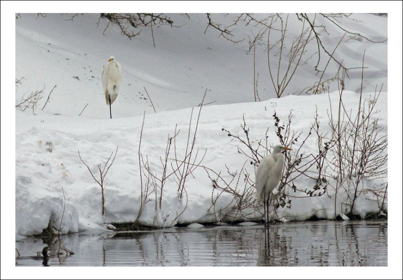 Great white egret