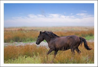 Wild horse from Letea sand island