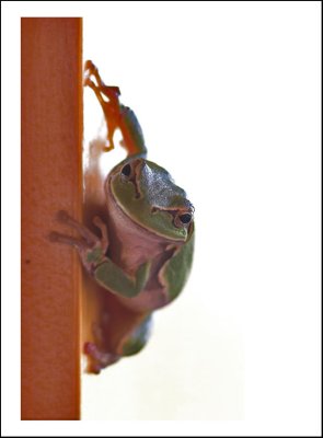 European tree frog smiling