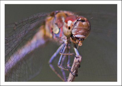 Dragon Fly eating a mosquito