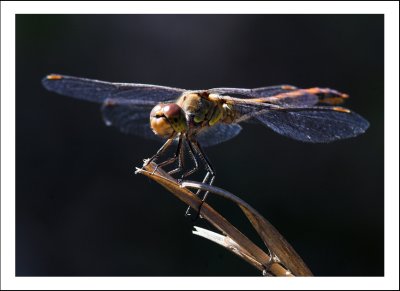 Dragon Fly