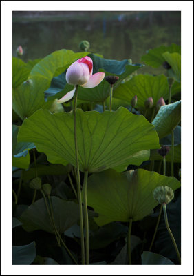Egiptian lotus