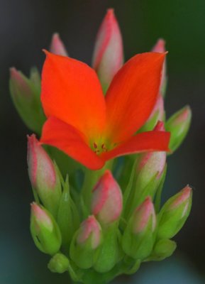 Red flower