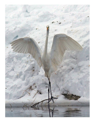 Great white egret. Dans