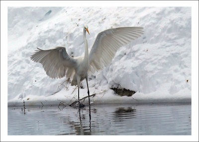 Great white egret