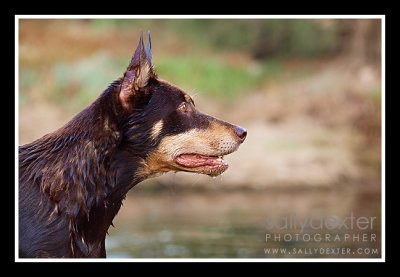 kelpie in the avon river