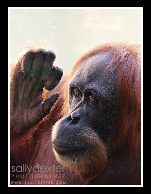 great ape #2