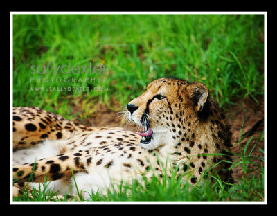 cheetah yawn #1