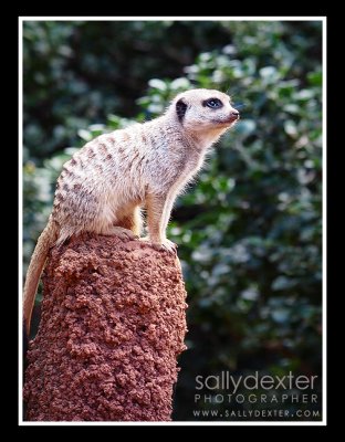 meerkat