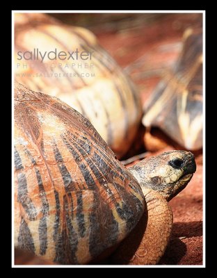 radiated tortoise