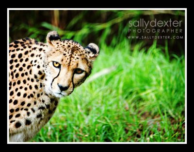 cheetah peek
