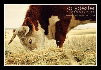 hereford cow