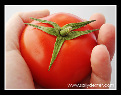 tomato handshake