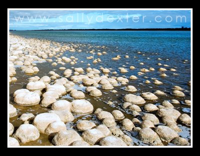 reef of living rocks