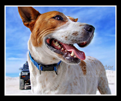 cattle dog on the beach