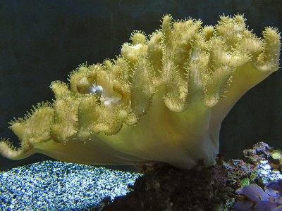 California Academy of Sciences
