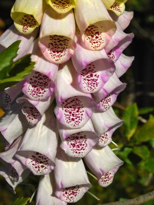 Pink Foxgloves<br />5582