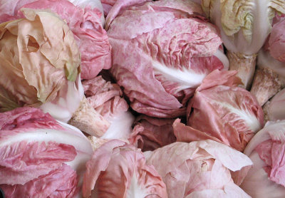 Shades of Pink,  Radicchio<br />0213cr