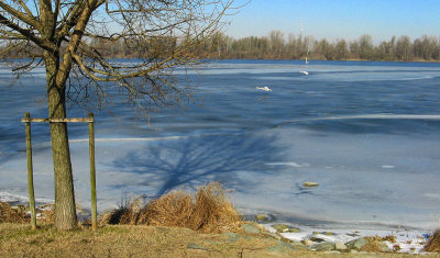 Swans over a frozen lake<br />2815