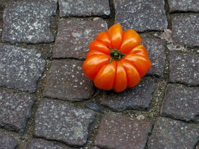 A Lost Tomato<br />3100.jpg