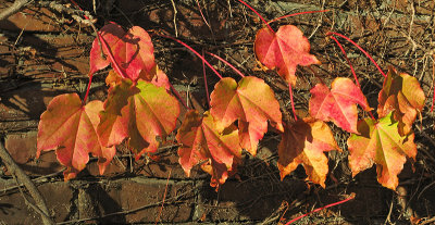 Sunlight captured in leaves<br />4644