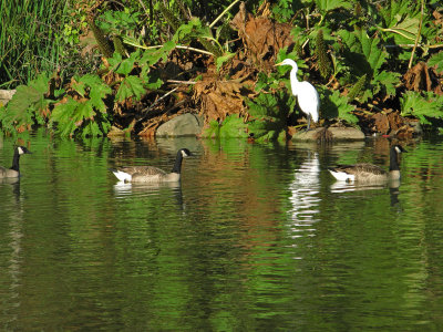 Egret and Geese4170