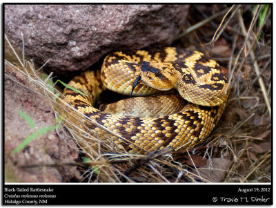 New Mexico  August 2012