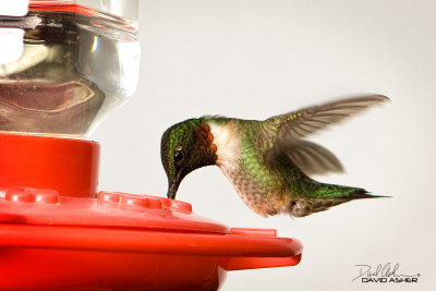 More Hummingbirds