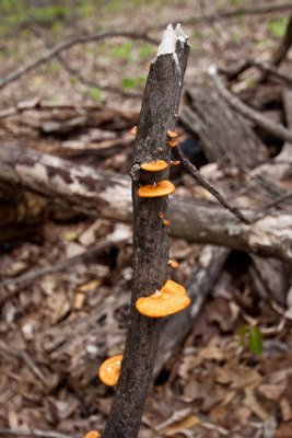_MG_2600.jpg