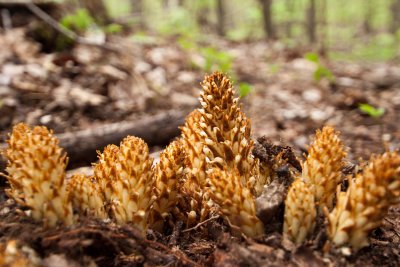 _MG_2601.jpg