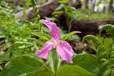 _MG_2615.jpg