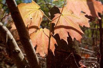 _MG_2692 copy.jpg