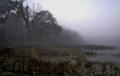 foggy morning1.jpg