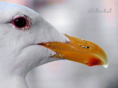 Gulls