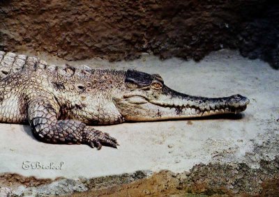 Australian Crocodile